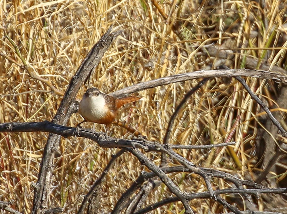 Canyon Wren - ML82351511