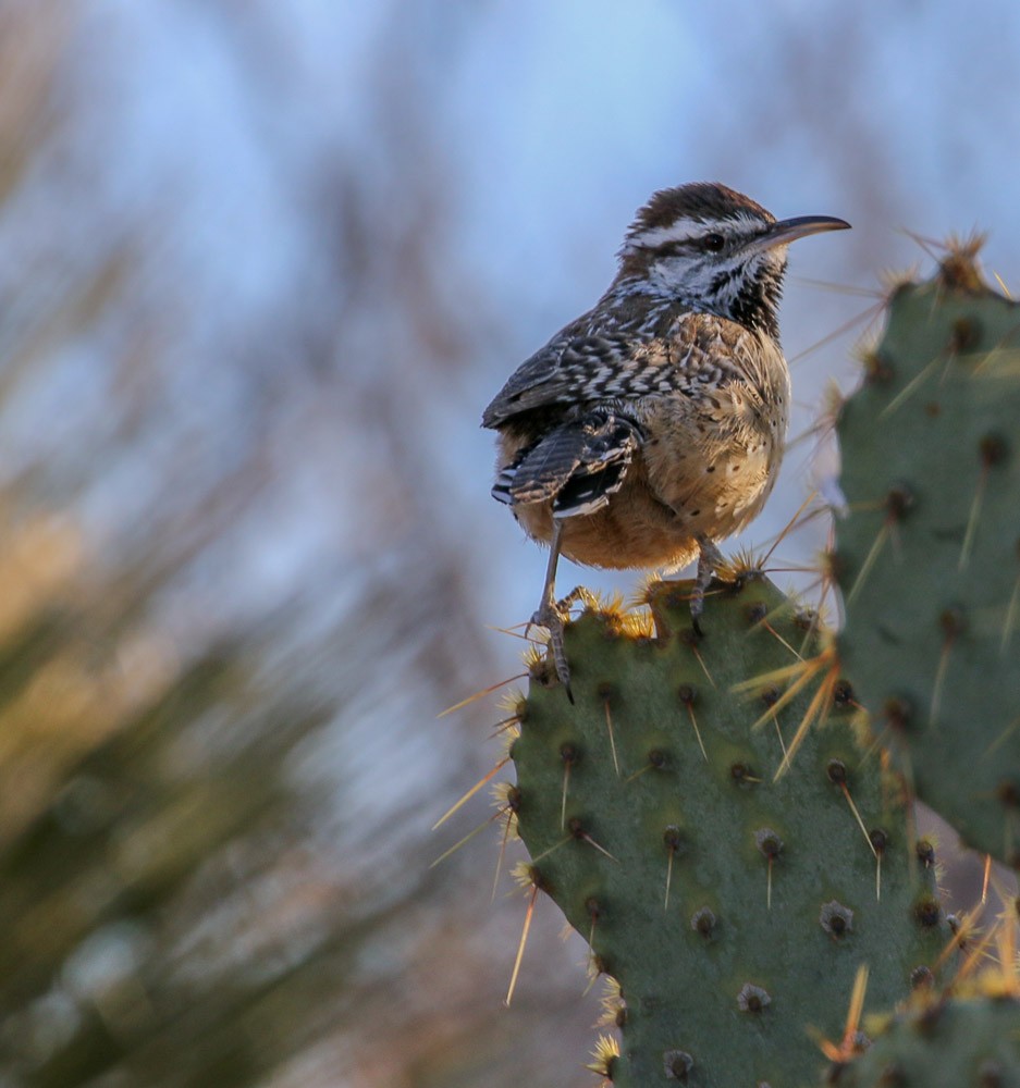 Cactus Wren - ML82351541