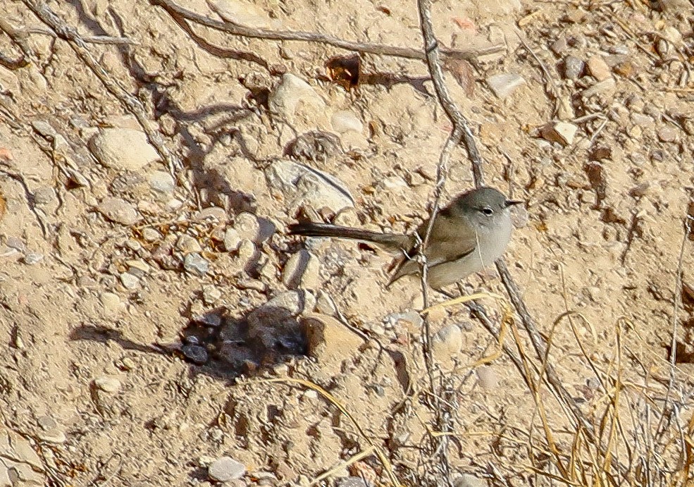 Black-tailed Gnatcatcher - ML82351581