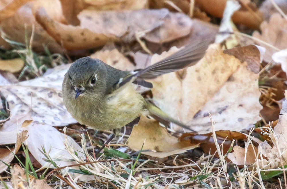 Ruby-crowned Kinglet - ML82351641