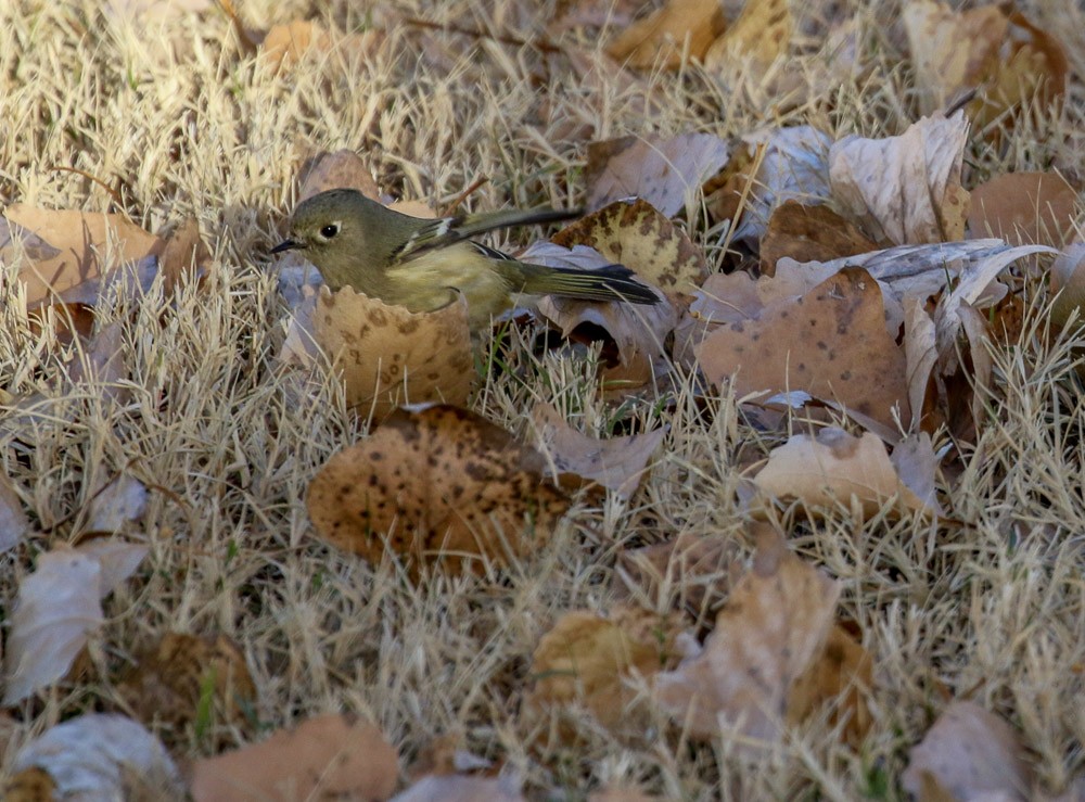Ruby-crowned Kinglet - ML82351651