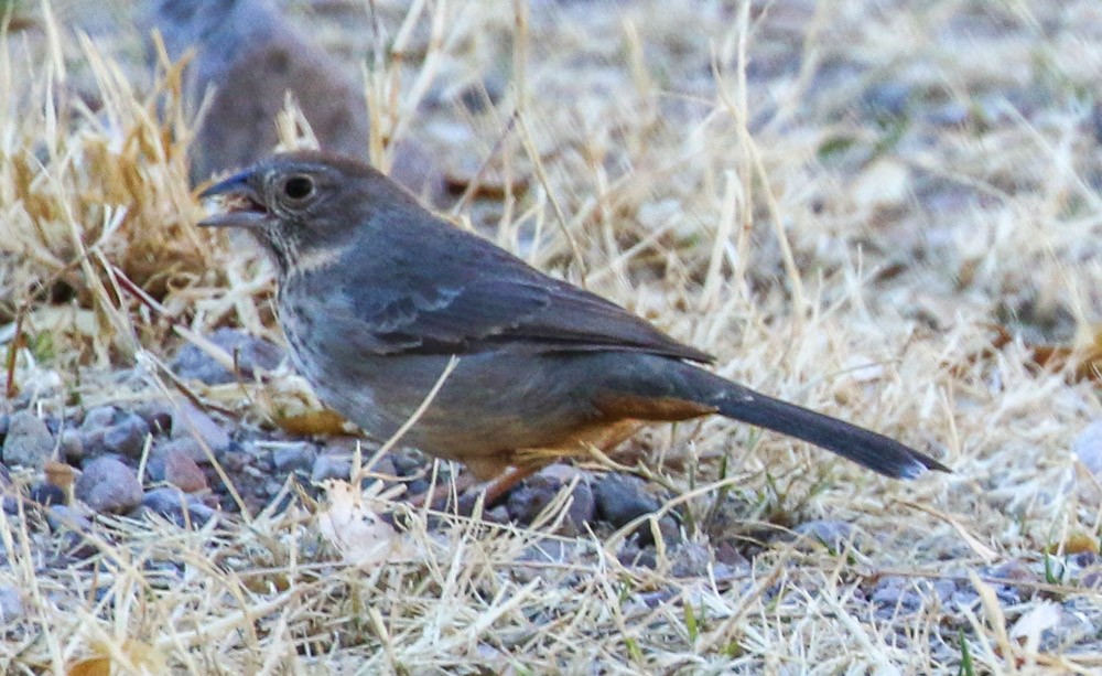 Canyon Towhee - ML82351681