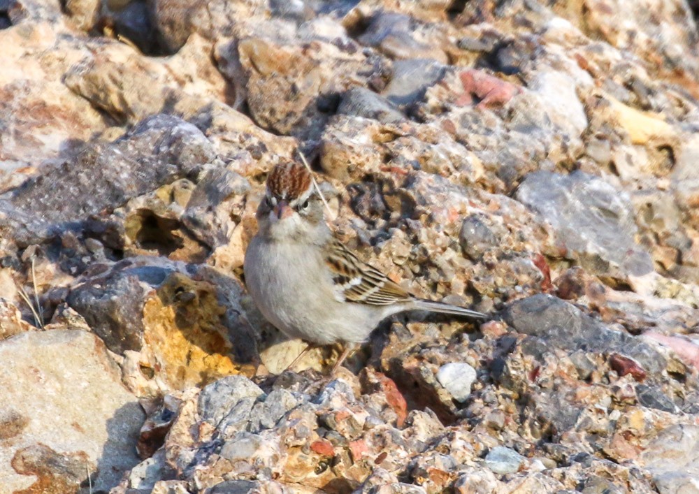 Chipping Sparrow - ML82351801