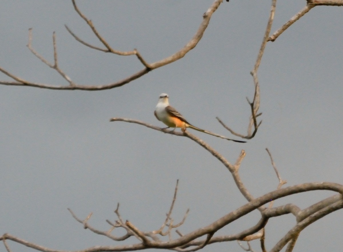 Scissor-tailed Flycatcher - Orlando Jarquín