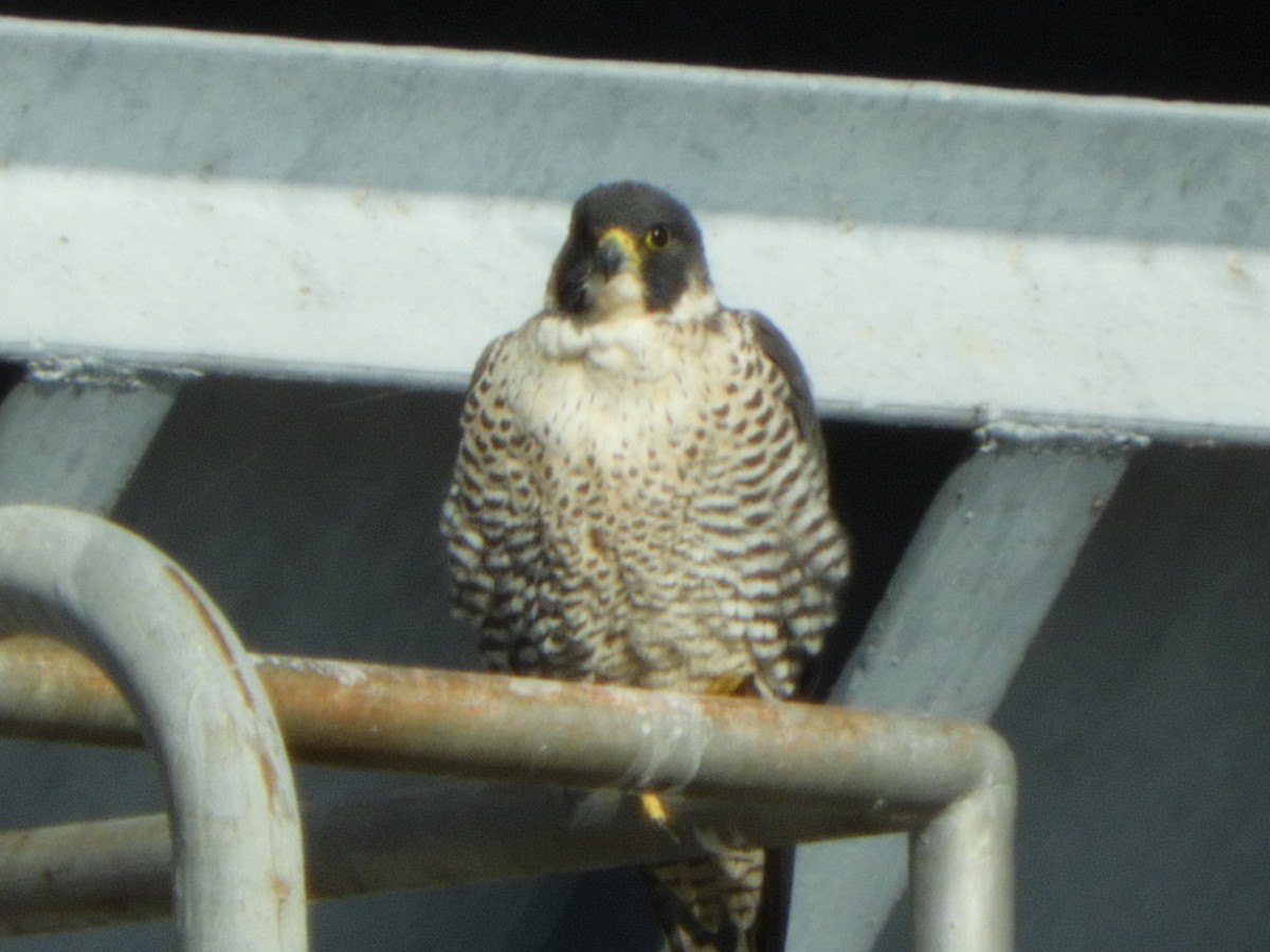 Peregrine Falcon - ML82352021