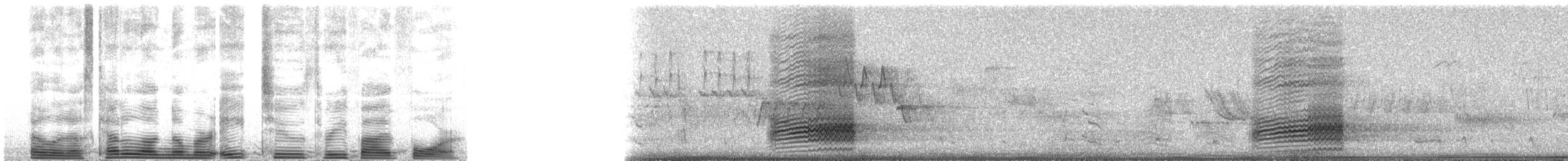 ořešník americký - ML82354