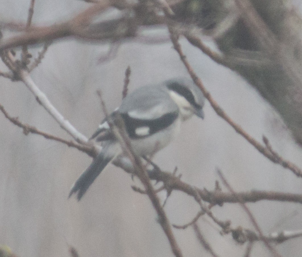 Loggerhead Shrike - ML82354011