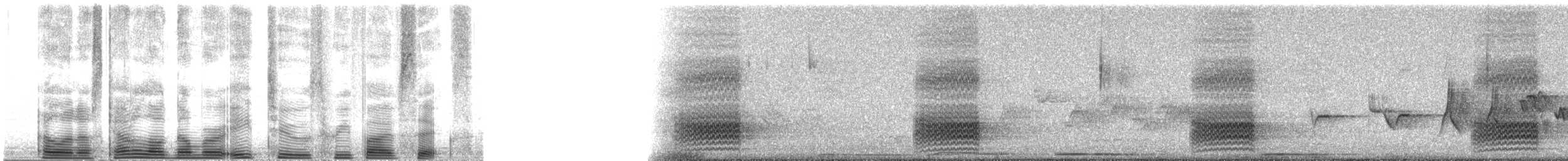 ořešník americký - ML82356