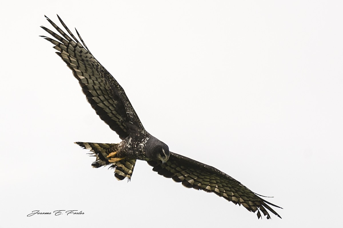 Long-winged Harrier - ML82356381