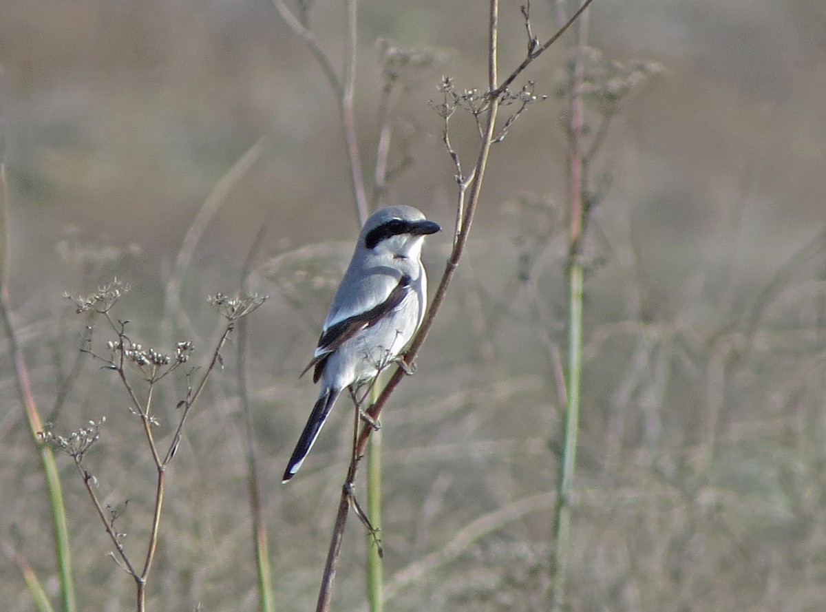 Loggerhead Shrike - Tom Edell