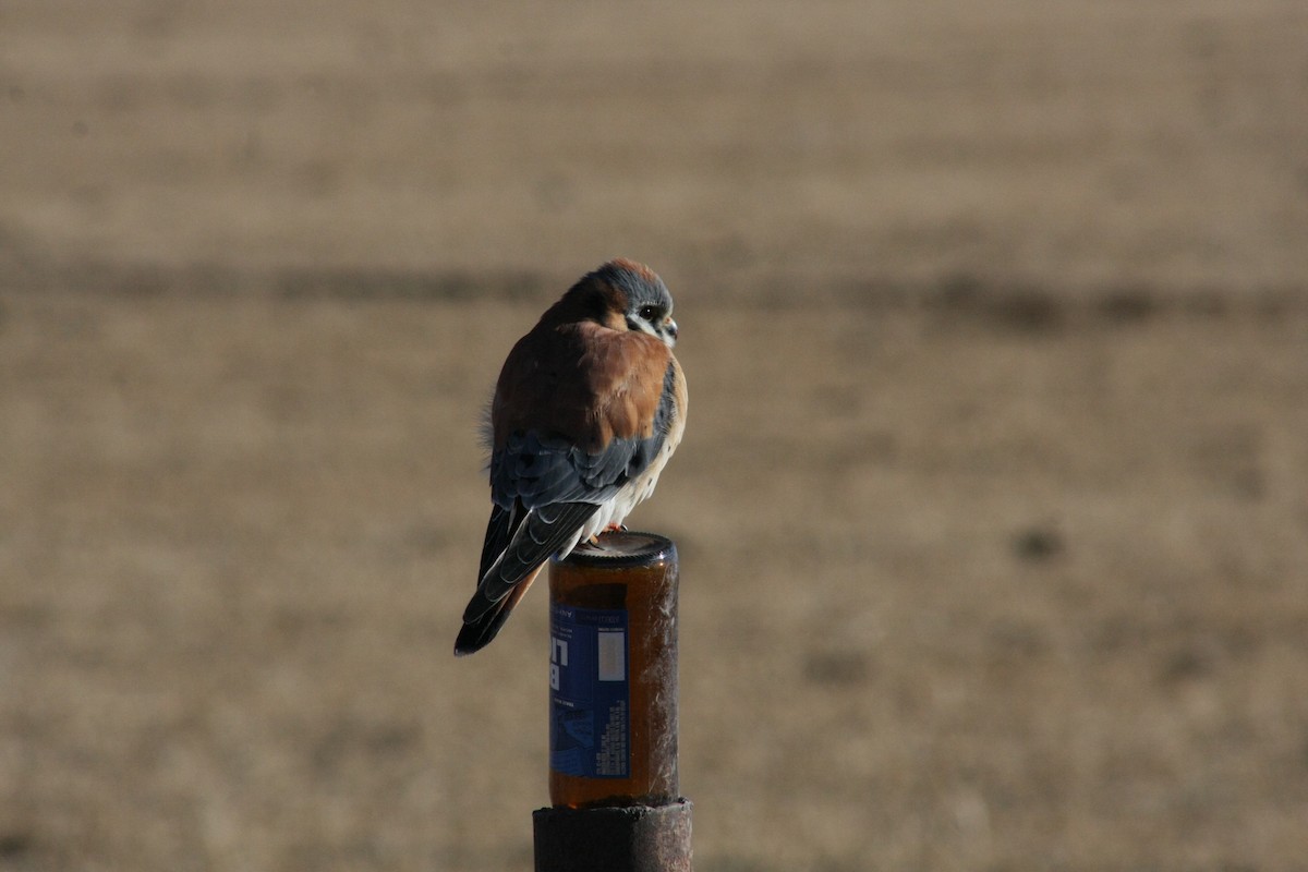 American Kestrel - ML82357461