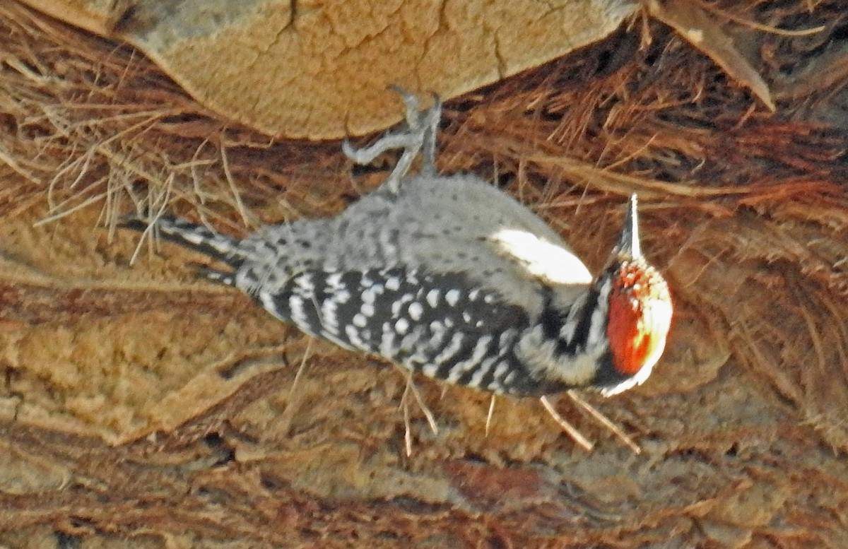 Ladder-backed Woodpecker - Jim Scott