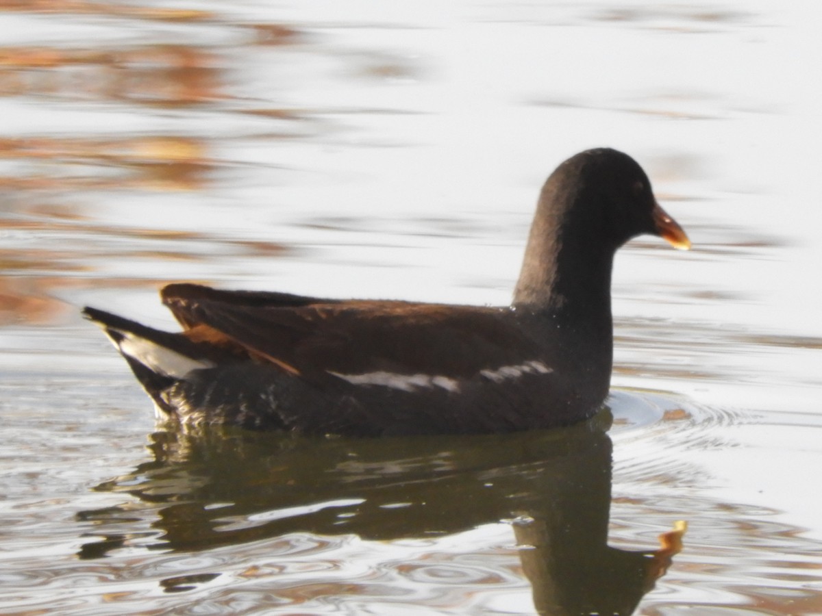 Common Gallinule - Julie Szabo