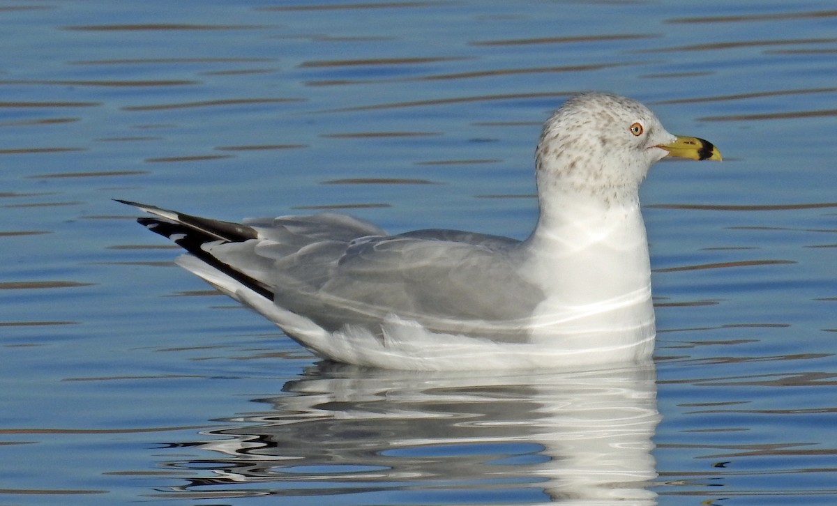 Goéland à bec cerclé - ML82358131