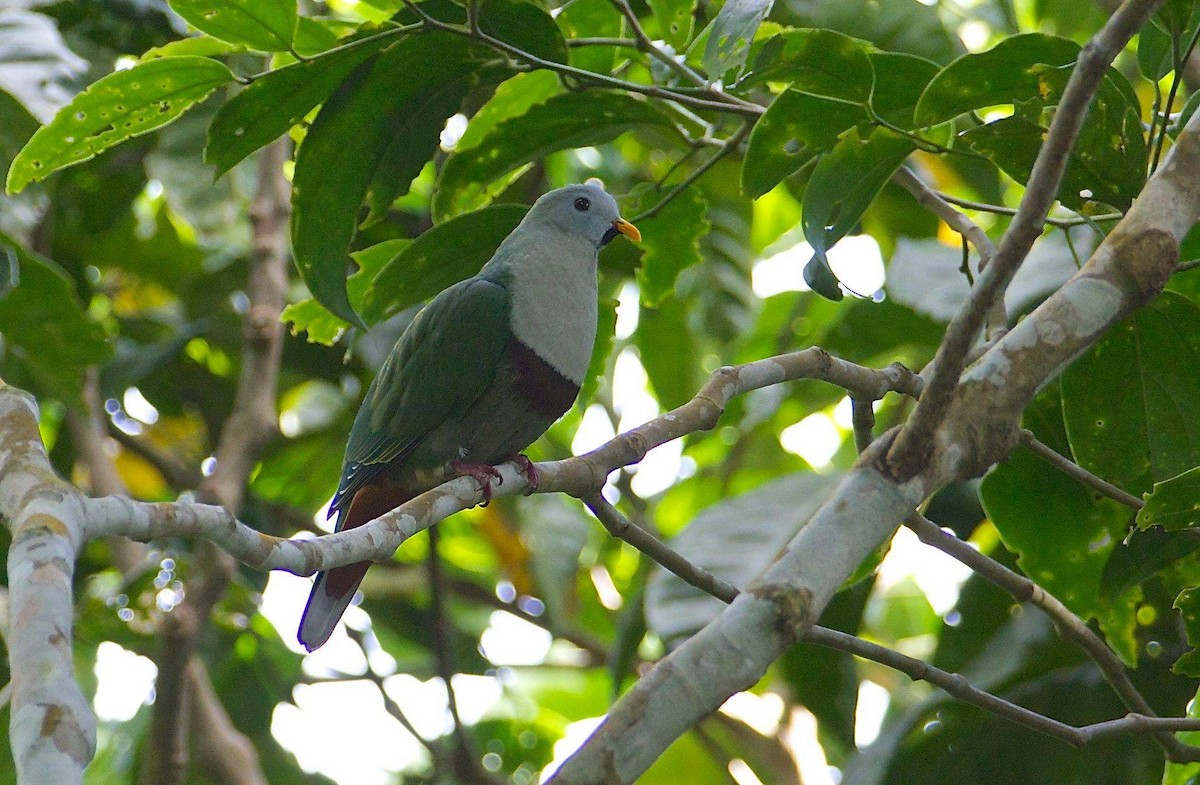 Black-chinned Fruit-Dove - Eric Barnes