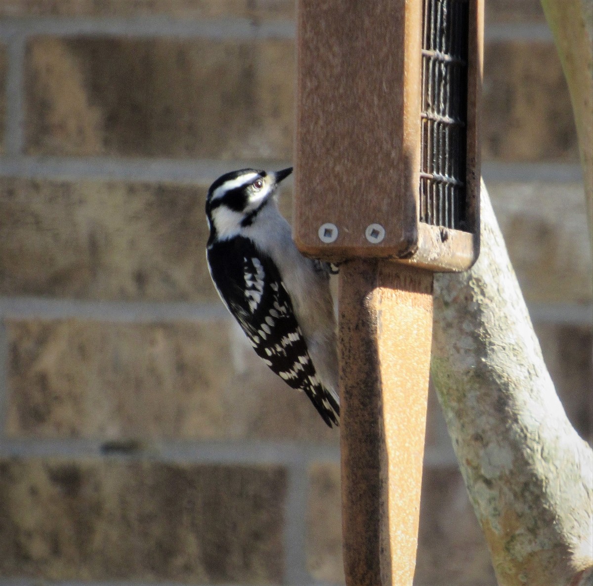 Downy Woodpecker - Judy Behrens