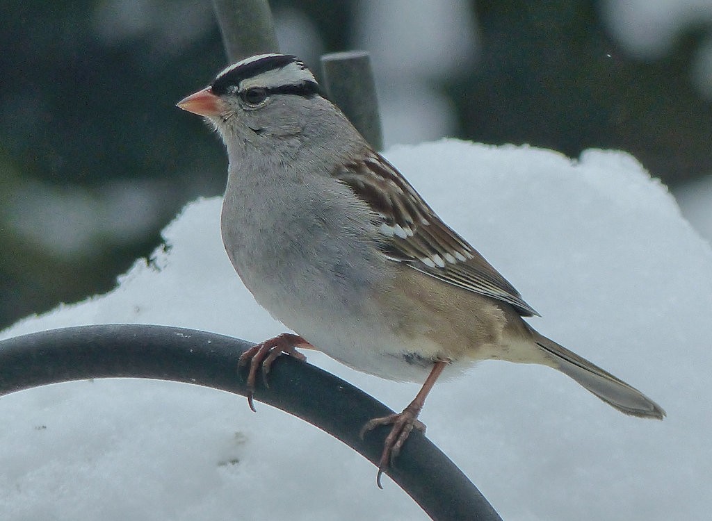 White-crowned Sparrow - ML82360101