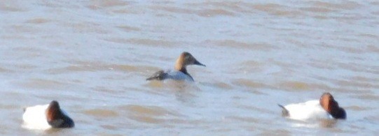 Canvasback - ML82360111