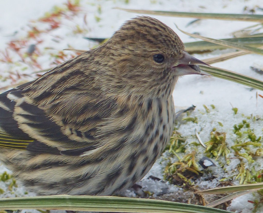 Pine Siskin - ML82360241