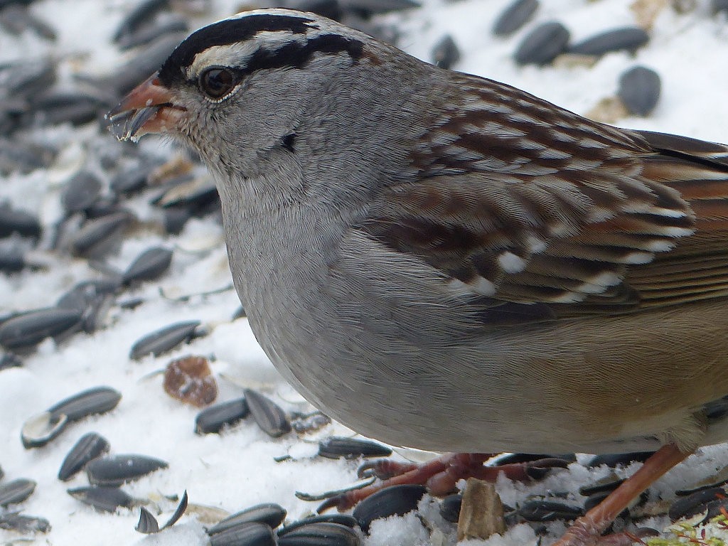 White-crowned Sparrow - ML82360471