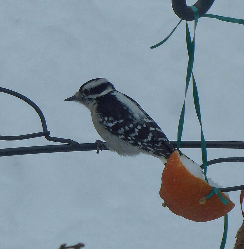 Downy Woodpecker - ML82360571