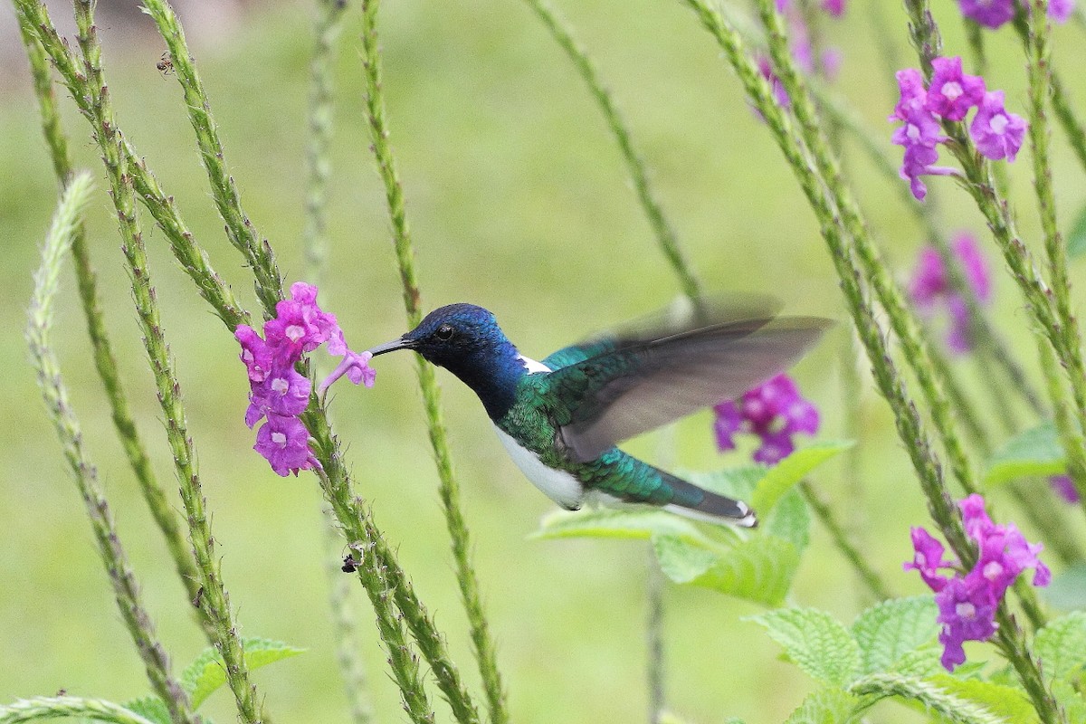 White-necked Jacobin - ML82361931