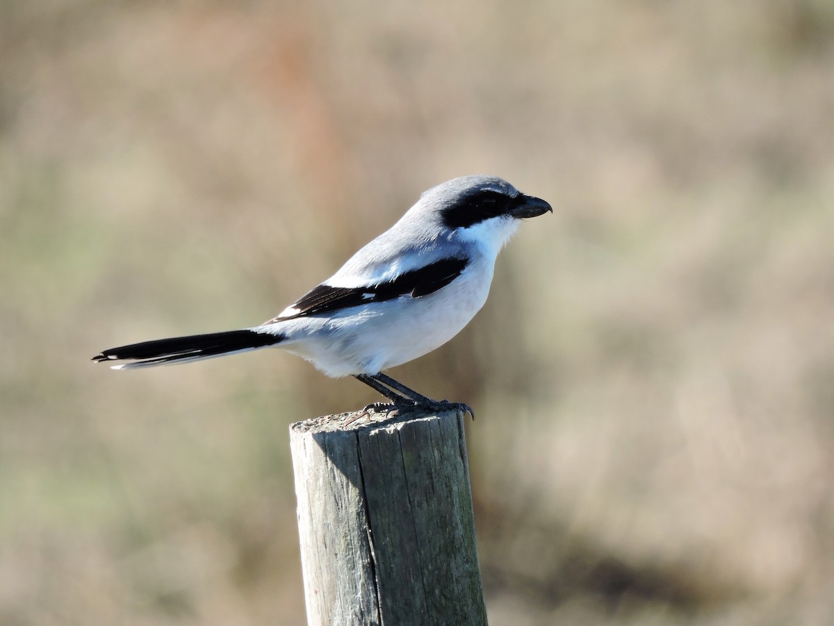 Loggerhead Shrike - ML82364091