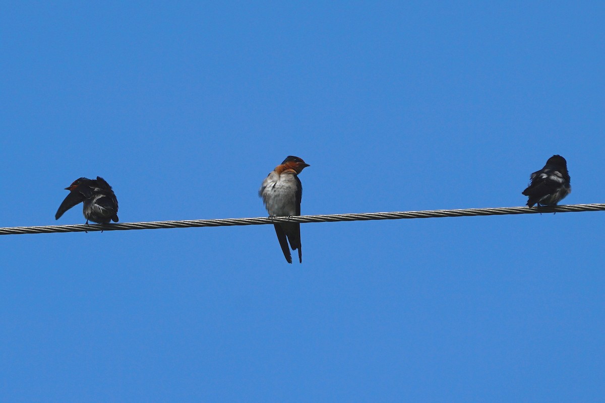 Pacific Swallow - ML82368151