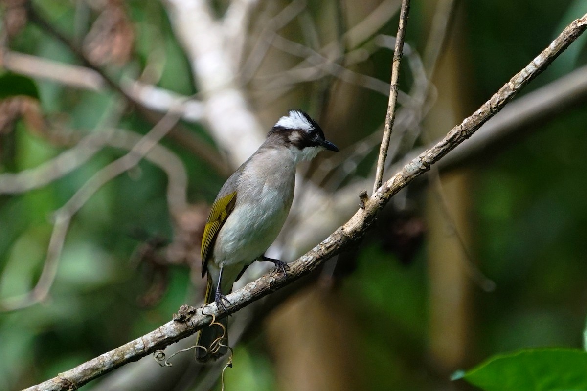 Light-vented Bulbul - ML82368251