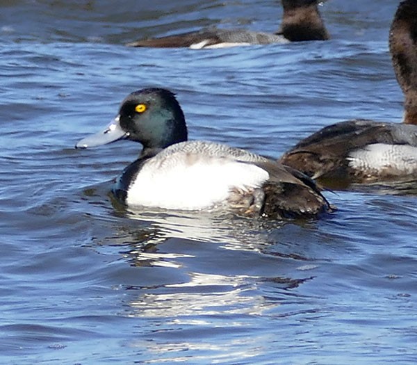 Greater Scaup - Karen  Hamblett