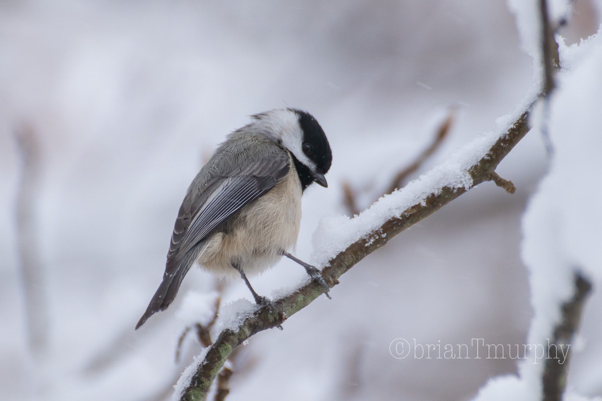 Carolina Chickadee - Brian Murphy