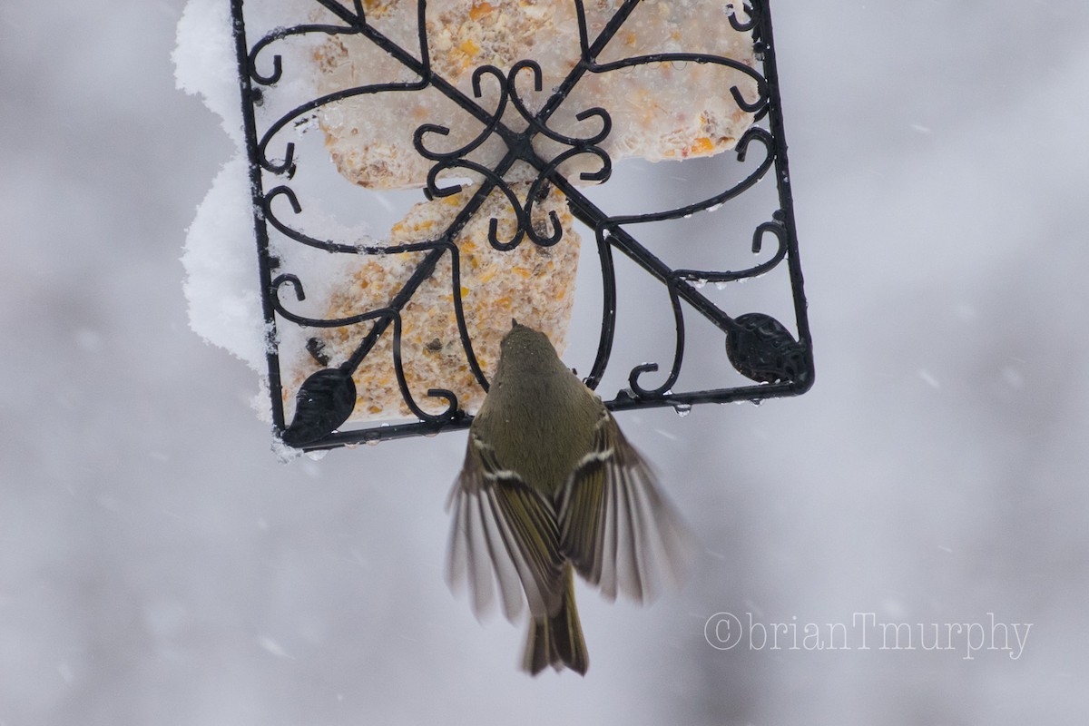 Ruby-crowned Kinglet - Brian Murphy