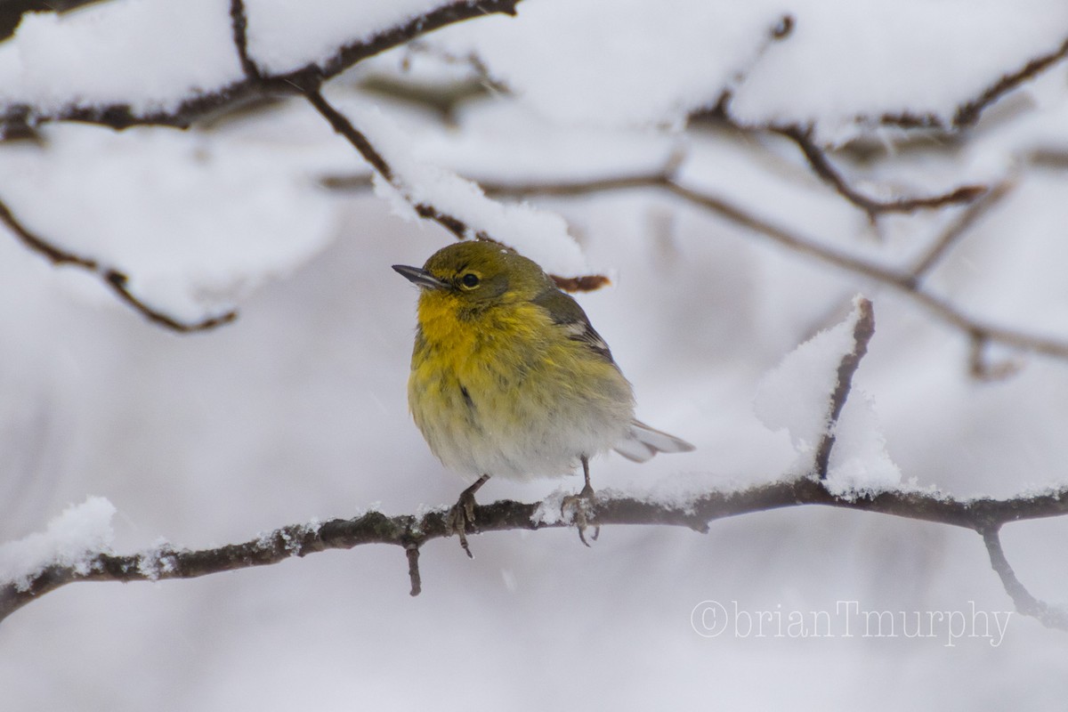 Pine Warbler - Brian Murphy