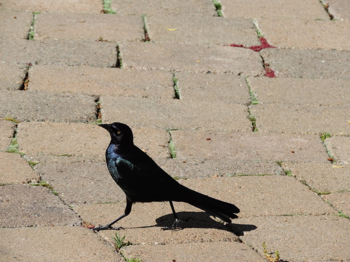 Brewer's Blackbird - ML82370521