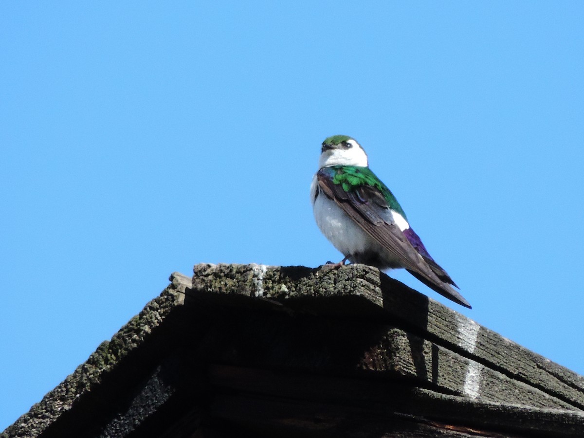 Hirondelle à face blanche - ML82370561