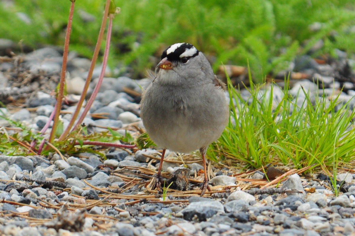 White-crowned Sparrow - ML82370601