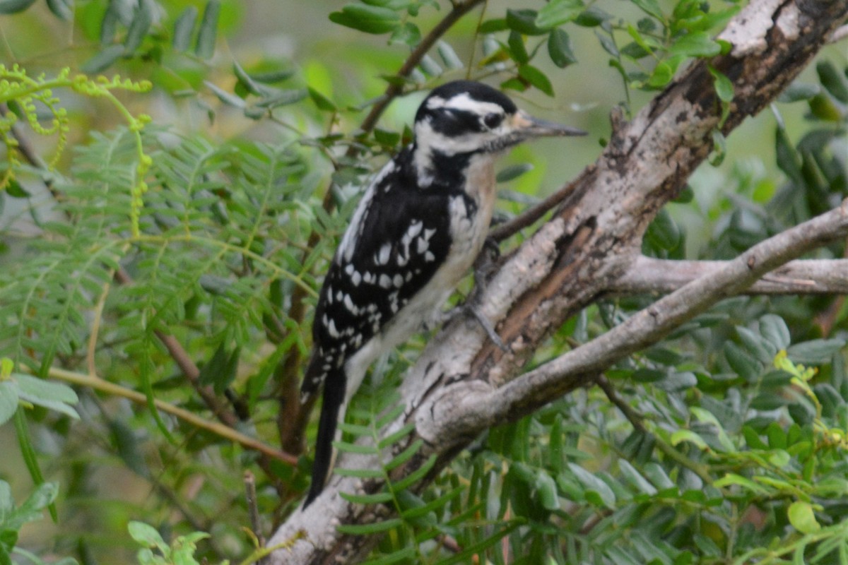 Hairy Woodpecker - ML82370671