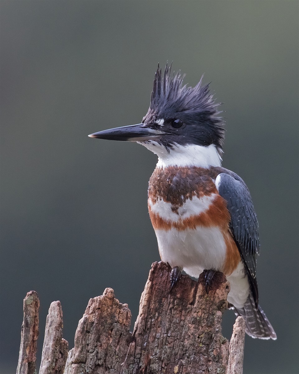 Belted Kingfisher - Jack & Holly Bartholmai
