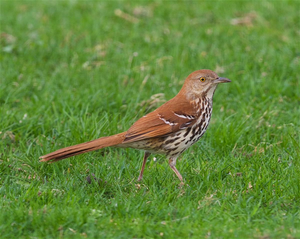 Brown Thrasher - ML82374771