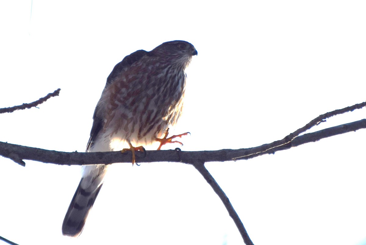 Sharp-shinned Hawk - irina shulgina