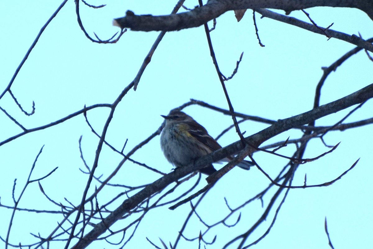 Yellow-rumped Warbler - ML82376601