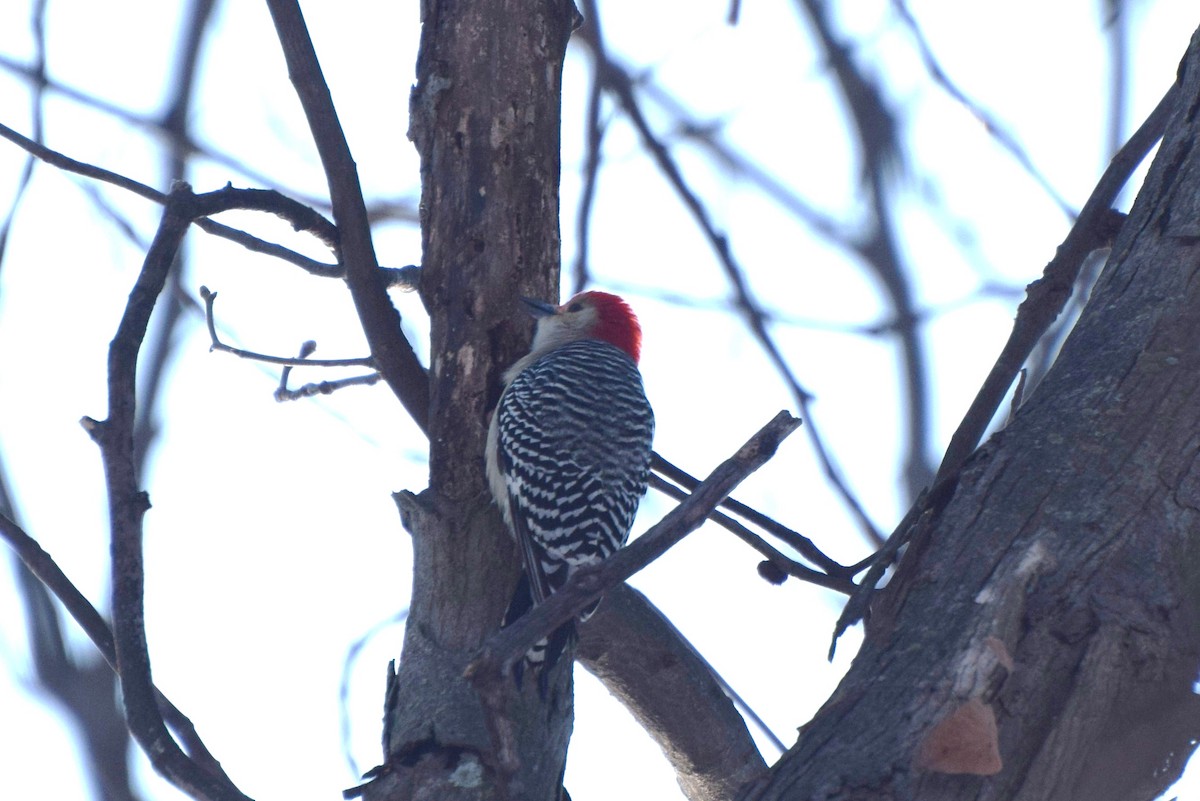 Red-bellied Woodpecker - ML82376661