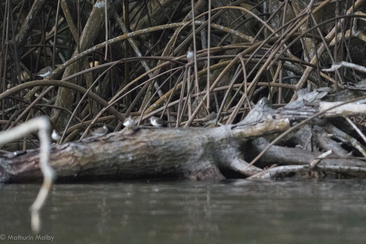 Spotted Sandpiper - ML82377731