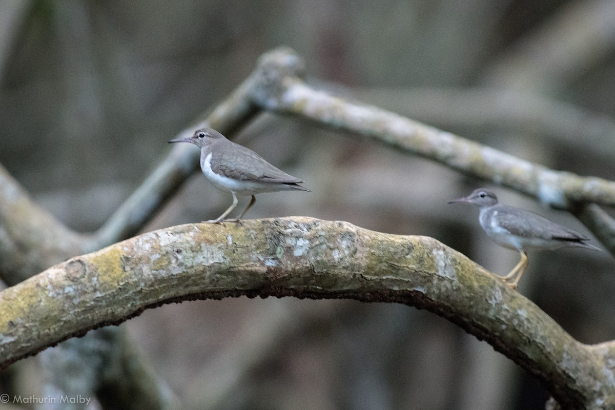 Spotted Sandpiper - ML82377741