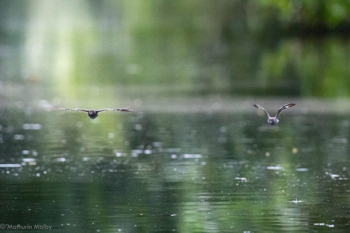 Spotted Sandpiper - ML82377771