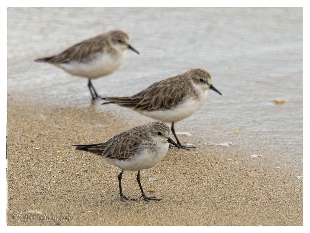 Red-necked Stint - Jill Duncan &  Ken Bissett