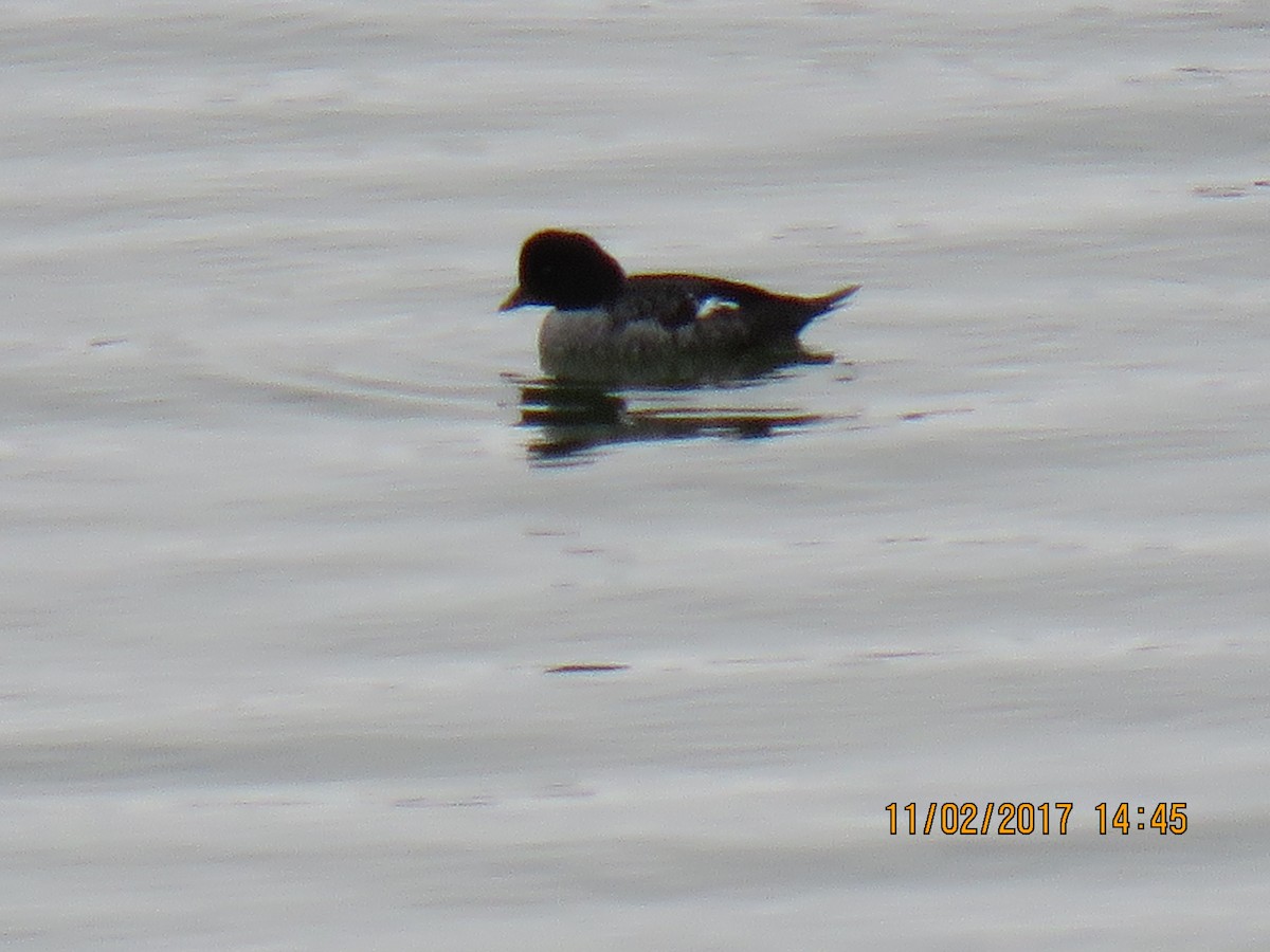 Barrow's Goldeneye - ML82378441