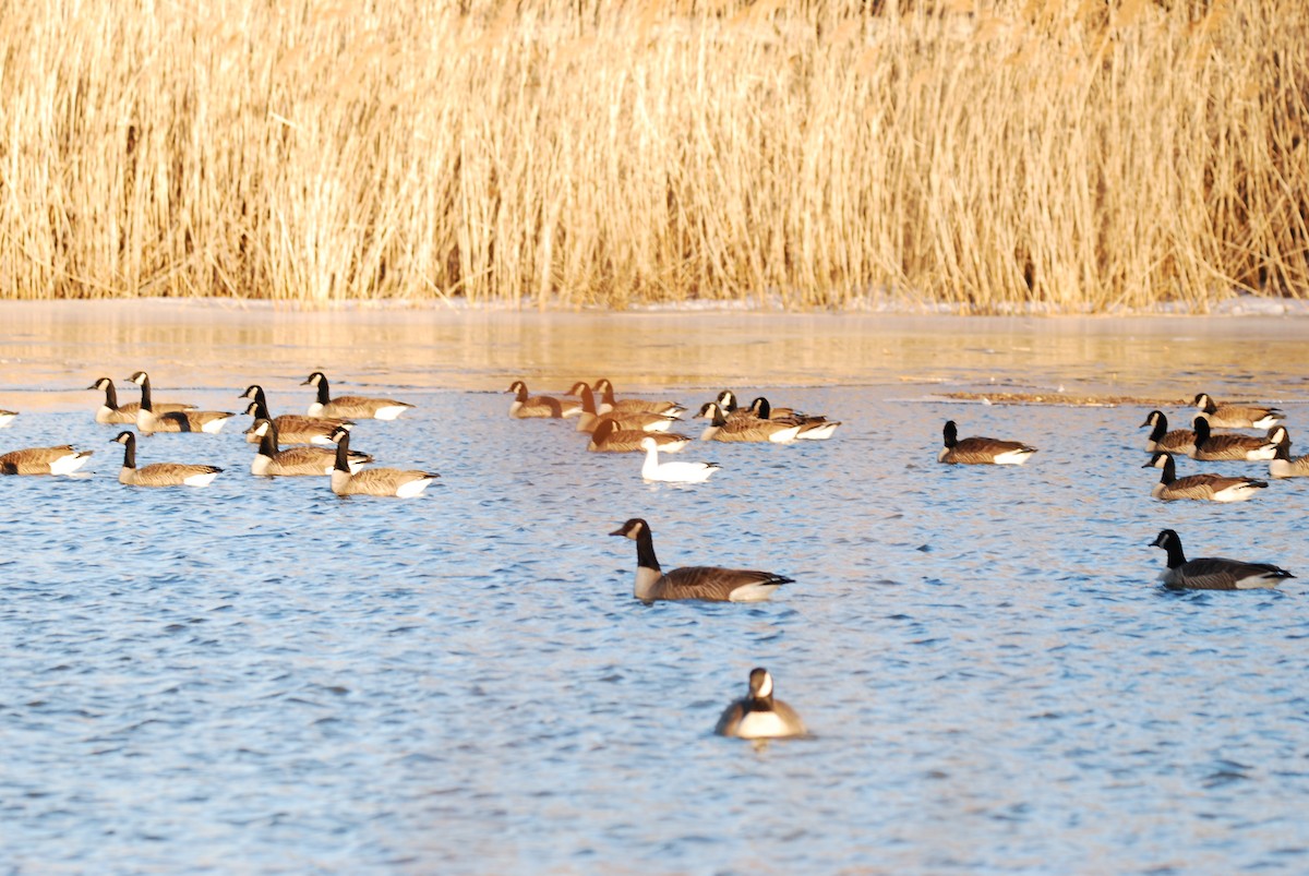 Ross's Goose - ML82378531