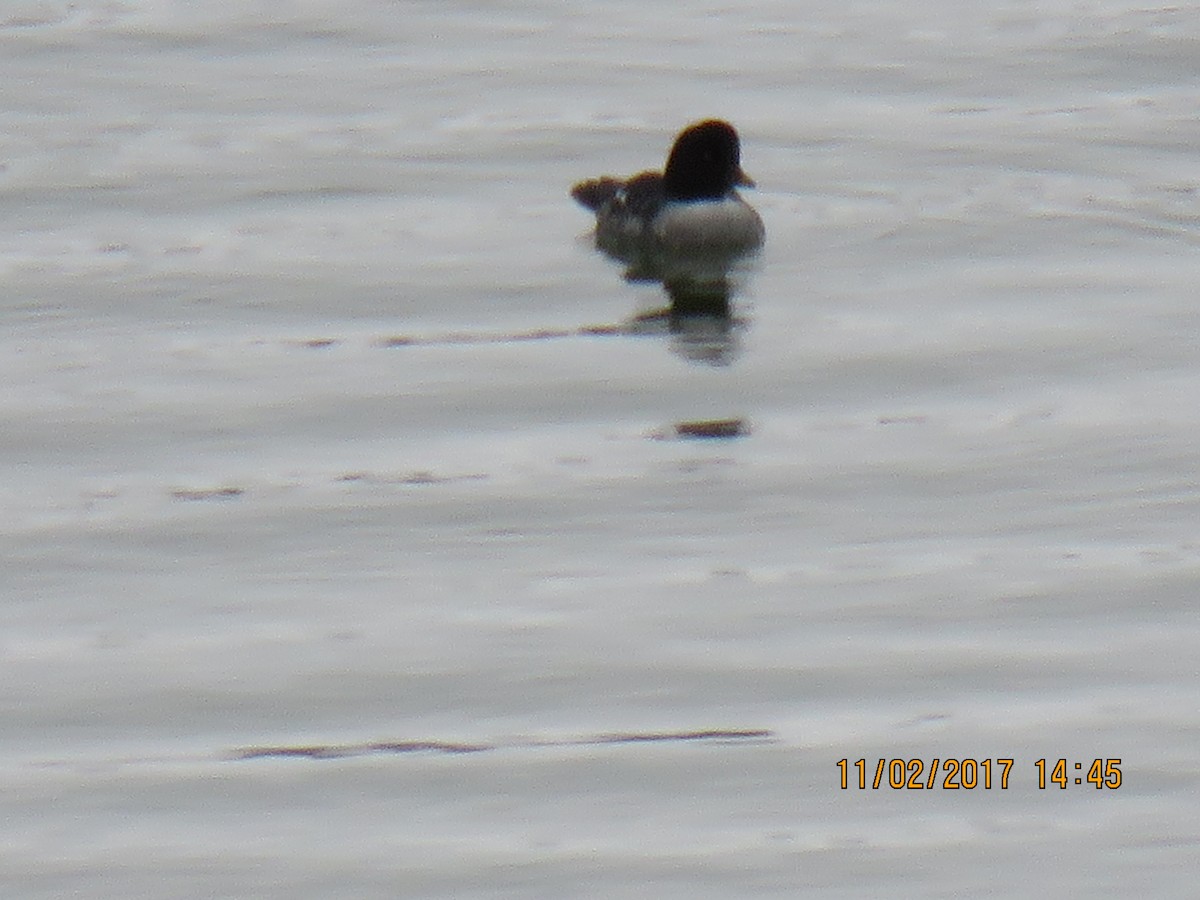 Barrow's Goldeneye - ML82378731