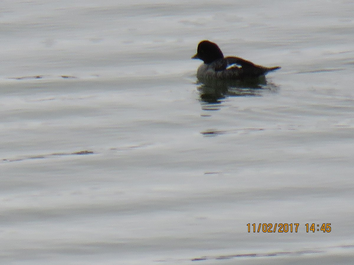 Barrow's Goldeneye - ML82379041